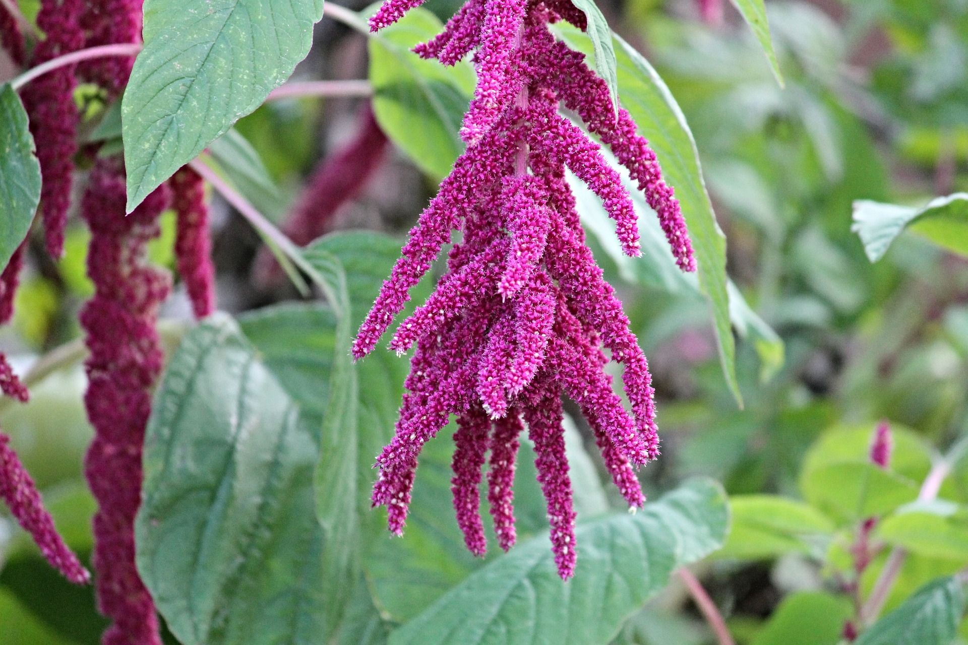 amaranth flowers